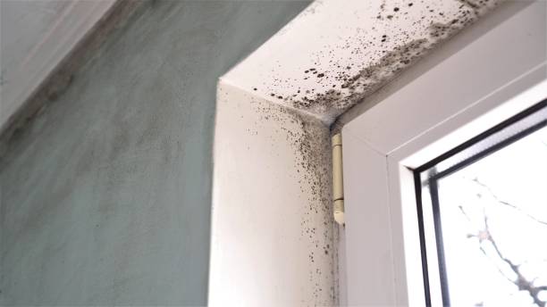 Best Black Mold Removal  in Iowa City, IA