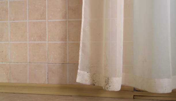 Best Mold Odor Removal Services  in Iowa City, IA