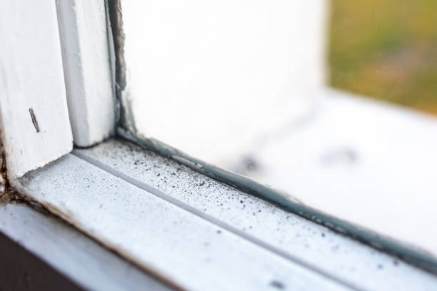 Best Mold-Related Health Consultation  in Iowa City, IA