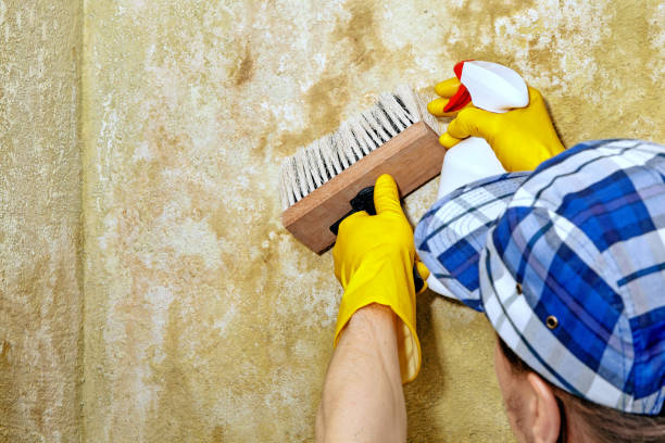 Best Attic Mold Removal  in Iowa City, IA