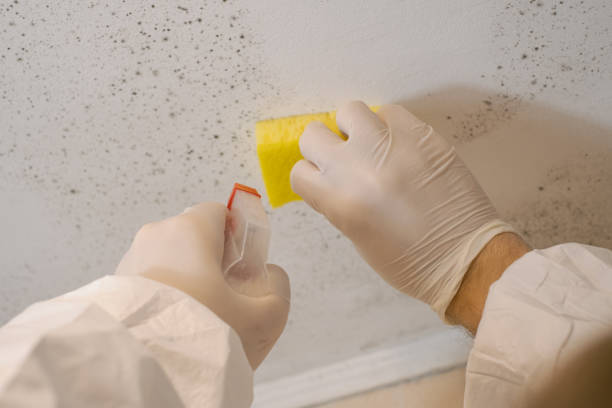 Professional Mold Removal in Iowa City, IA