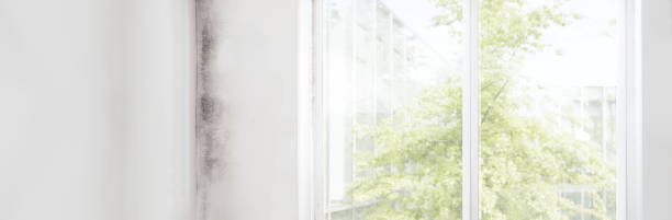 Best Mold Removal for HVAC Installations  in Iowa City, IA