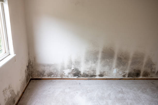 Best Commercial Mold Inspection  in Iowa City, IA