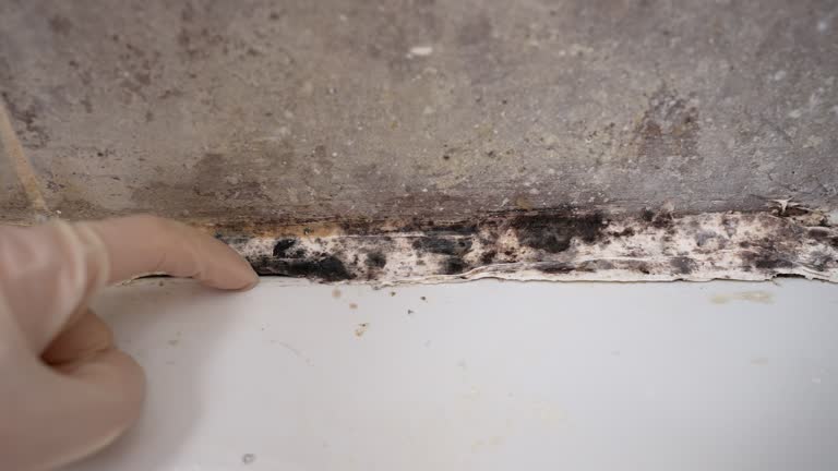 Best Environmental Consulting for Mold Prevention  in Iowa City, IA