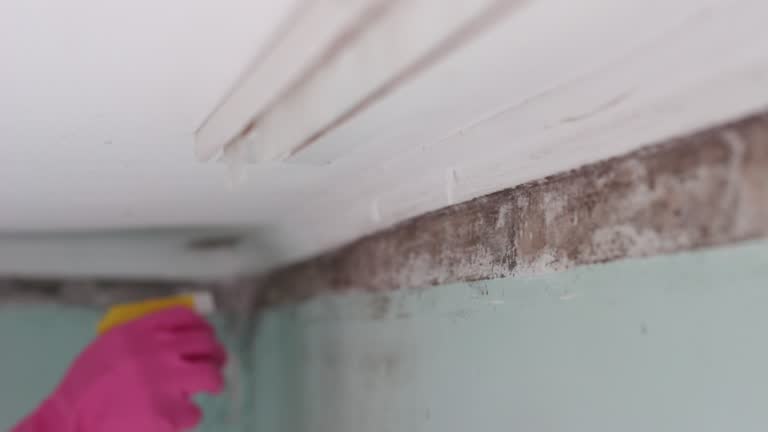 Best Emergency Mold Remediation  in Iowa City, IA